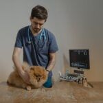 How Much Does It Cost to Become a Veterinarian?