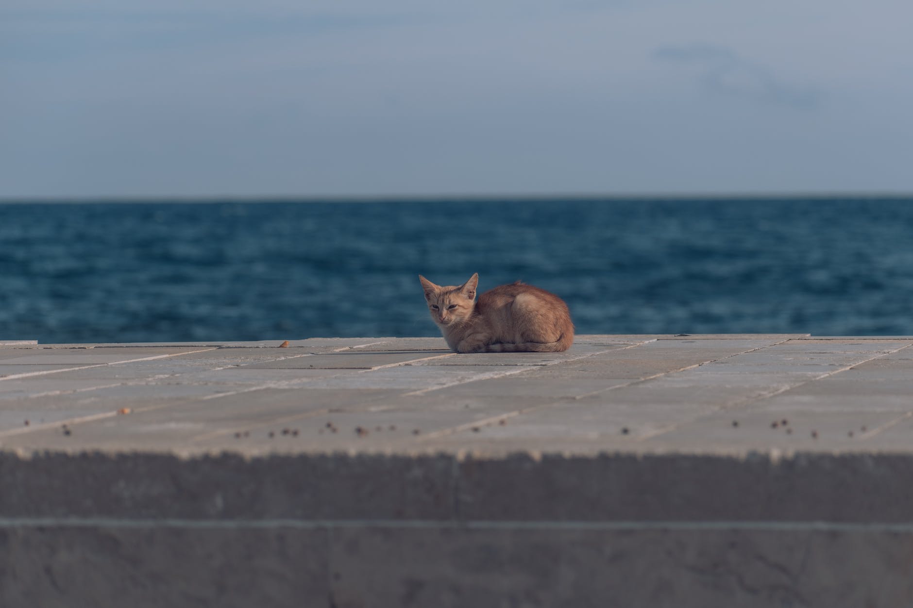 how much does it cost to cremate a cat