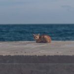 How Much Does It Cost to Microchip a Cat?