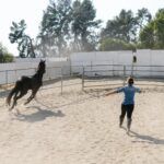 How Much Does It Cost to Own a Horse?