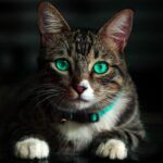 How Much Does It Cost to Declaw a Cat?